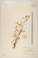 鼠麴草藏品圖，第1張