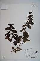 忍冬、金銀花藏品圖，第1張