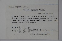 忍冬、金銀花藏品圖，第2張