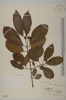 黃瓢子藏品圖，第1張