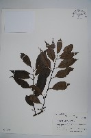 鐵冬青藏品圖，第1張