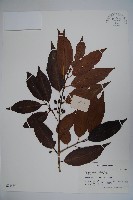 冬青藏品圖，第1張