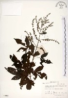 黃荊藏品圖，第1張