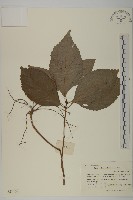 多穗金粟蘭藏品圖，第1張