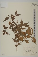 鴉椿衛矛藏品圖，第1張