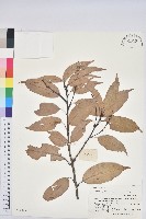 苦櫧栲藏品圖，第1張