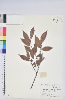 黃背越橘藏品圖，第1張