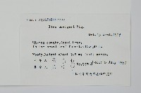 短梗冬青藏品圖，第2張