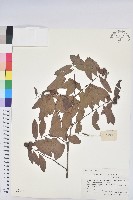 紅毛饅頭果藏品圖，第1張