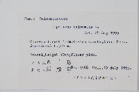 鳳仙花藏品圖，第2張