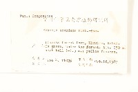 蔓黃菀藏品圖，第2張