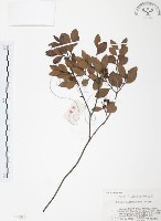 小葉赤楠藏品圖，第1張