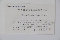 密毛假黃楊藏品圖，第2張