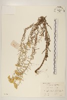 鼠麴草藏品圖，第1張