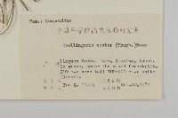 東風菜藏品圖，第2張