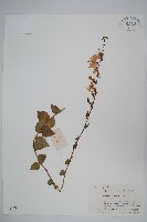 沙參藏品圖，第1張