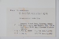 沙參藏品圖，第2張