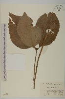 多穗金粟蘭藏品圖，第1張