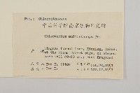 多穗金粟蘭藏品圖，第2張