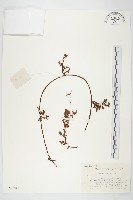 日本菟絲子藏品圖，第1張