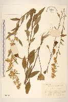 一枝黃花藏品圖，第1張