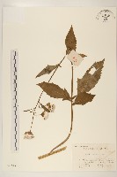 野茼蒿藏品圖，第1張