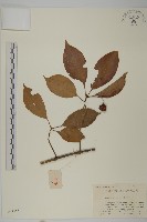 厚葉衛矛, 源一木藏品圖，第1張