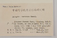 厚葉衛矛, 源一木藏品圖，第2張