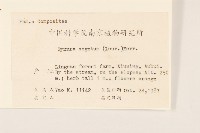 三七草藏品圖，第2張