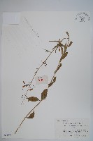 輪葉沙參藏品圖，第1張