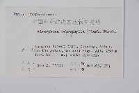 輪葉沙參藏品圖，第2張