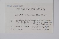 柳葉水蓑衣藏品圖，第2張