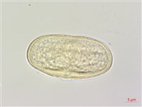 大齒山芹藏品圖，第2張