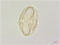 大齒山芹藏品圖，第3張