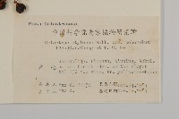 毛脈顯柱南蛇藤藏品圖，第2張