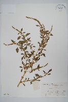 刺莧藏品圖，第1張