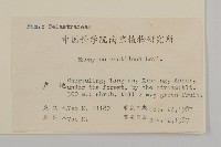 百齒衛矛藏品圖，第2張