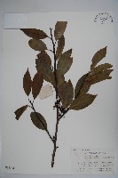 細果鐵冬青藏品圖，第1張