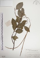 絡石藏品圖，第1張