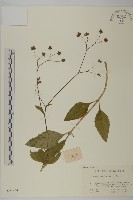 下田菊藏品圖，第1張