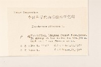 華澤蘭藏品圖，第2張