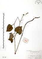 臭腥草、蕺菜藏品圖，第1張