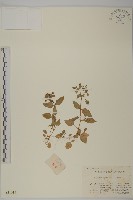 牛繁縷藏品圖，第1張