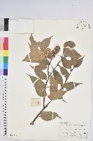 反刺苦櫧藏品圖，第1張