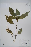 九頭獅子草藏品圖，第1張