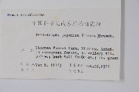 九頭獅子草藏品圖，第2張