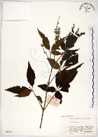 黃荊藏品圖，第1張