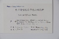 廣葉冬青、大葉冬青、苦丁茶藏品圖，第2張