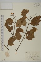 苦皮藤藏品圖，第1張