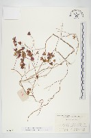 登錄號:S021653藏品圖，第1張